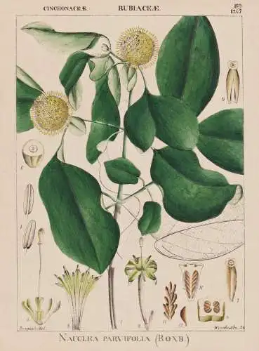 Nauclea Parvifolia - Baum tree / flowers Blumen Blume flower / botanical Botanik Botany / Pflanze plant