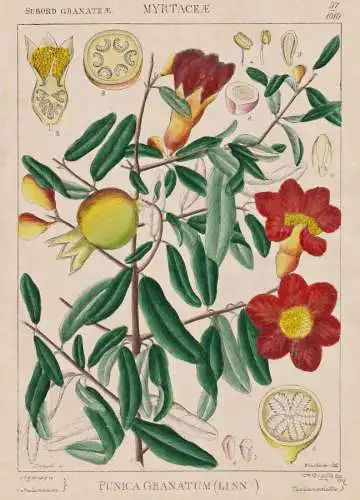 Punica Granatum - Granatapfel pomegranate / Obst fruit / Pomologie pomology / flowers Blumen Blume flower / bo