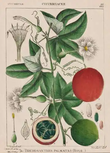 Trichosanthes Palmata - Kürbisgewächse cucurbits gourd family / Gemüse vegetables / flowers Blumen Blume fl