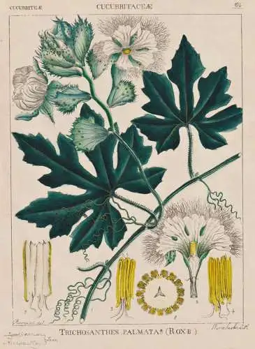 Trichosanthes Palmata - Kürbisgewächse cucurbits gourd family / Gemüse vegetables / flowers Blumen Blume fl