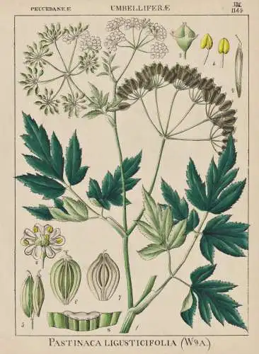 Pastinaca Ligusticifolia - Pastinak Pastinake parsnip / flowers Blumen Blume flower / botanical Botanik Botany