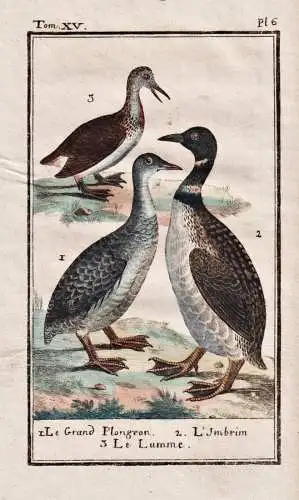 Le Grand Plongeon .. - Seetaucher Alk Lumme guillemot gaviiformes / Vogel bird Vögel birds oiseau oiseaux