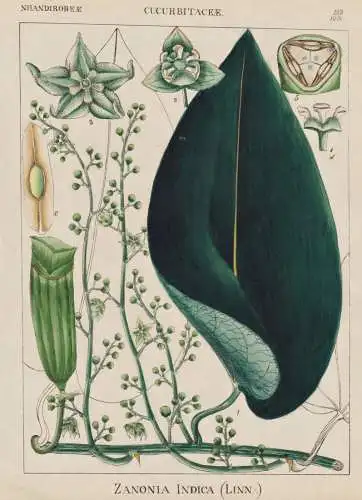 Zanonia Indica - Gemüse vegetables / flowers Blumen Blume flower / botanical Botanik Botany / Pflanze plant