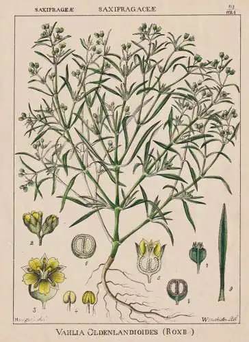 Vahlia Oldenlandioides - India Indien Africa Afrika / flowers Blumen Blume flower / botanical Botanik Botany /