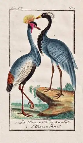La Demoiselle de Numidie .. - Kranich crane grue demoiselle Jungfernkranich / Vogel bird Vögel birds