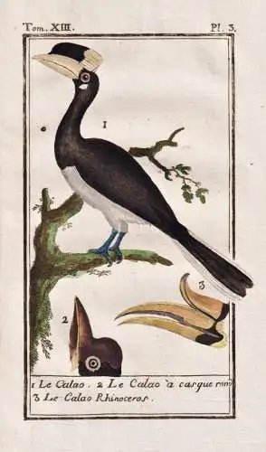 Le Calao .. - Nashornvogel hornbill / Vogel bird Vögel birds oiseau oiseaux