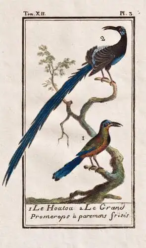 Le Houtou .. - Kaphonigfresser cape sugarbird / Vogel bird Vögel birds