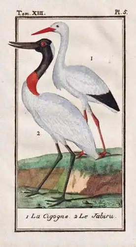 Le Cigogne .. - Storch cigogne stork / Vogel bird oiseau Vögel birds oiseaux