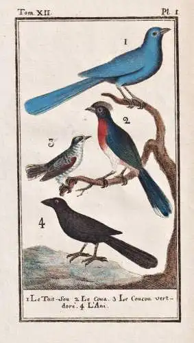 Le Tait-Sou .. - Kuckuck cuckoo coucou / Vogel bird Vögel birds
