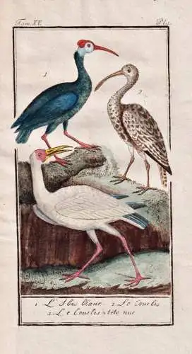L'Ibis Blanc / Le Courlis - Schneesichler Sichler white ibis Ibisse / Eudocimus albus Brachvogel / Numenius ar
