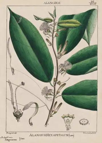 Alangium Hexapetalum - Hartriegelgewächs Cornaceae / flowers Blumen Blume flower / botanical Botanik Botany /