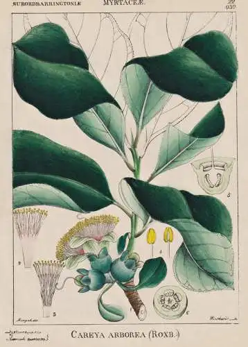 Careya Arborea - wild guava Ceylon oak / flowers Blumen Blume flower / botanical Botanik Botany / Pflanze plan