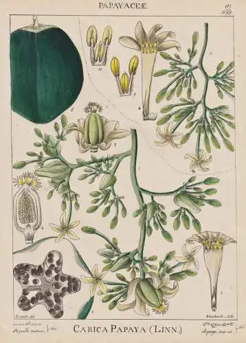 Carica Papaya - Papaya papaw pawpaw Melonenbaum / flowers Blumen Blume flower / botanical Botanik Botany / Pfl