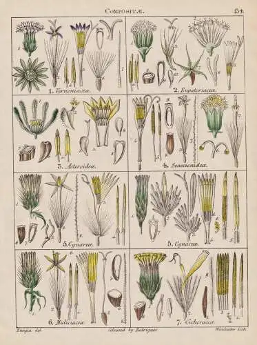 Microrhyncus Sarmentosus / Lactuca - Sarmentosa / Compositae - Dornlattich / flowers Blumen Blume flower / bot