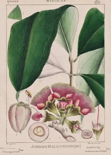 Jambosa Malaccensis - Wasserapfel Malay rose apple / Obst fruit / Pomologie pomology / flowers Blumen Blume fl
