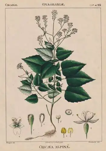 Circaea Alpina - Hexenkraut alpine enchanter's nightshade / flowers Blumen Blume flower / botanical Botanik Bo