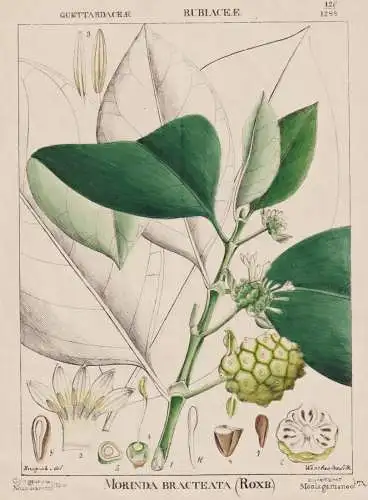 Morinda Bracteata -  Nonibaum Indian mulberry noni / flowers Blumen Blume flower / botanical Botanik Botany /