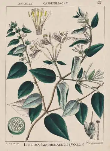 Lonicera Leschenaultii - Heckenkirschen honeysuckle Geisblatt / flowers Blumen Blume flower / botanical Botani