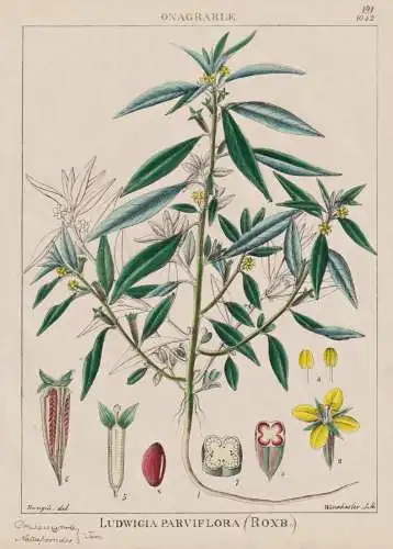Ludwigia Parviflora - flowers Blumen Blume flower / botanical Botanik Botany / Pflanze plant