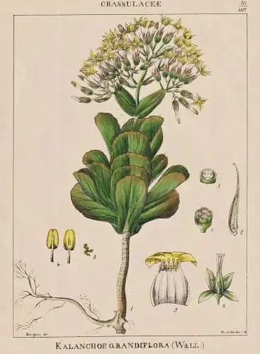 Kalanchoe Grandiflora -  flowers Blumen Blume flower / botanical Botanik Botany / Pflanze plant