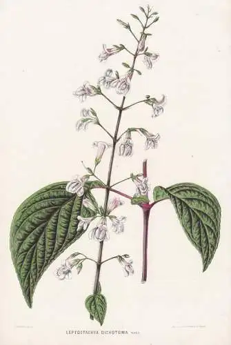Leptostachya Dichotoma - flowers Blumen Blume flower / botanical Botanik Botany / Pflanze plant