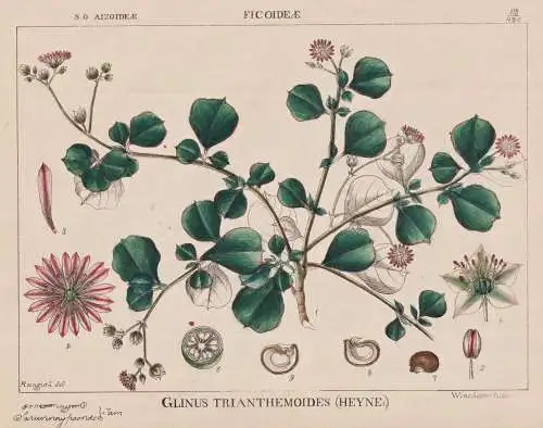 Glinus Trianthemoides - Lophiocarpaceae / flowers Blumen Blume flower / botanical Botanik Botany / Pflanze pla