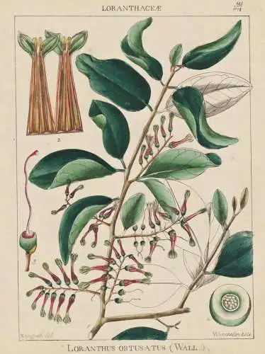 Loranthus Obtusatus - Eichenmistel / flowers Blumen Blume flower / botanical Botanik Botany / Pflanze plant