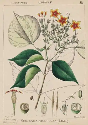 Mussaenda Frondosa -  wild mussaenda, dhobi tree / flowers Blumen Blume flower / botanical Botanik Botany / Pf