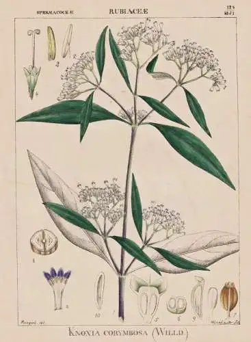 Knoxia Corymbosa - Kaffeegewächs bedstraw family / flowers Blumen Blume flower / botanical Botanik Botany / P