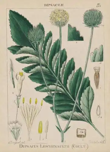 Dipsacus Leschenaultii - Wilde Karde wild teasel / flowers Blumen Blume flower / botanical Botanik Botany / Pf