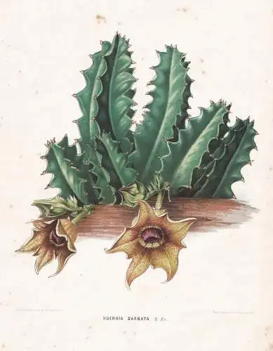 Huernia Barbata -  Aasblume / flowers Blumen Blume flower / botanical Botanik Botany / Pflanze plant