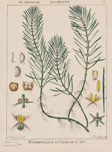 Myriophyllum Intermedium - Tausendblatt water milfoil / flowers Blumen Blume flower / botanical Botanik Botany