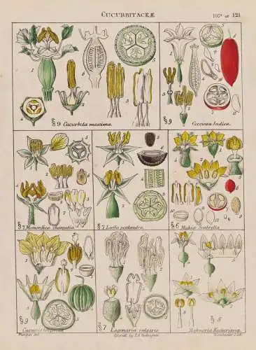 Cucurbitaceae - Kürbisgewächse cucurbits gourd family / Gemüse vegetables / flowers Blumen Blume flower / b