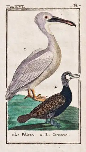 Le Pelican .. - Pelikan pelican Wasservogel / Vogel bird oiseau Vögel birds oiseaux
