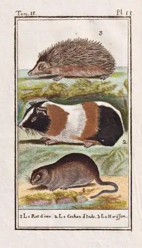 Le rat d'eau .. - rat Ratte Igel hedgehog Maus mouse souris / Tier animal