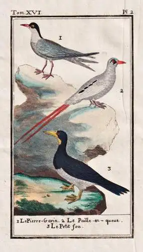 Le Pierre-Garin .. - Seevogel Tropikvogel / Vogel bird oiseau Vögel birds oiseaux