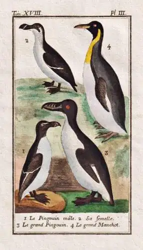 Le Pingouin male .. - Pinguin pingouin penguin Seevogel / Vogel bird oiseau Vögel birds oiseaux