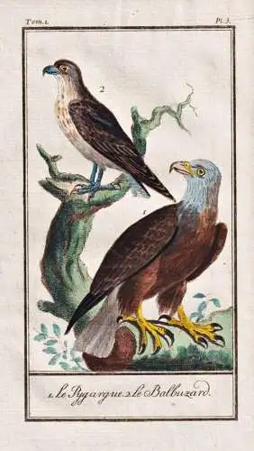 Le pygargue .. - Adler Seeadler aigle white-tailed eagle sea-eagle / Vogel bird oiseau Vögel birds oiseaux