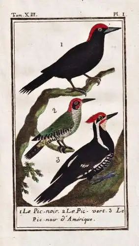 Le Pic-noir .. - Schwarzspecht Specht woodpecker pic / Vogel bird oiseau Vögel birds oiseaux