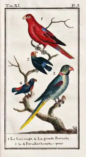 Le lori rouge .. - Papagei parrot perroquet / Vogel bird oiseau Vögel birds oiseaux