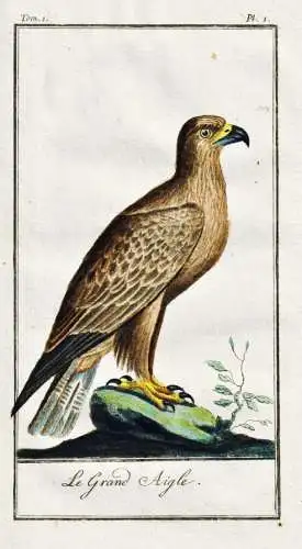 Le grand aigle .. - Adler aigle eagle Vogel / Vogel bird oiseau Vögel birds oiseaux