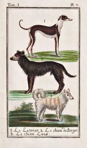 Le Levrier .. - Windhund Hund dog greyhound levrier Hunde dogs