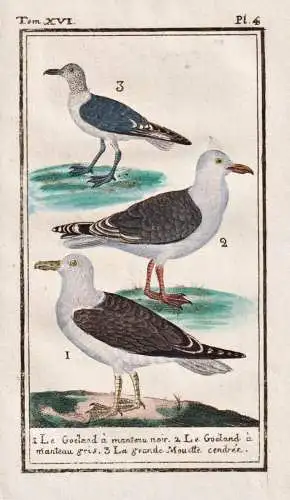 Le Goeland a manteau noir .. - Möwe mouette seagull / Vogel bird oiseau Vögel birds oiseaux