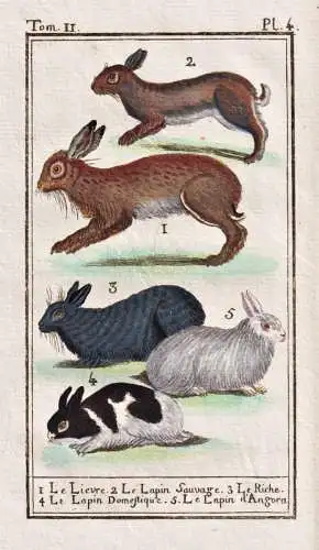 Le lievre .. - Hase lievre rabbit / animal Tier