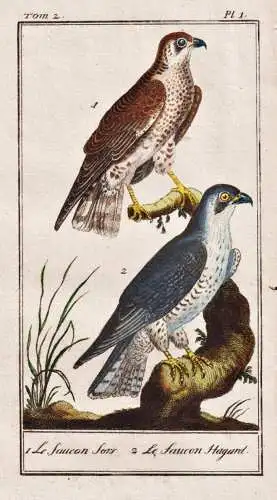 Le faucon Sors .. - Falke hawk faucon  / Vogel bird oiseau Vögel birds oiseaux