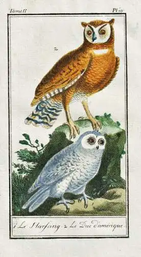 Le Harfang .. - Eule Schneeeule owl Harfang / Vogel bird oiseau Vögel birds oiseaux