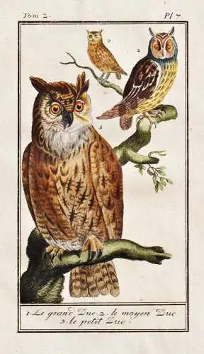 Le grand Duc .. - eagle owl Uhu hibou Eule / Vogel bird oiseau Vögel birds oiseaux