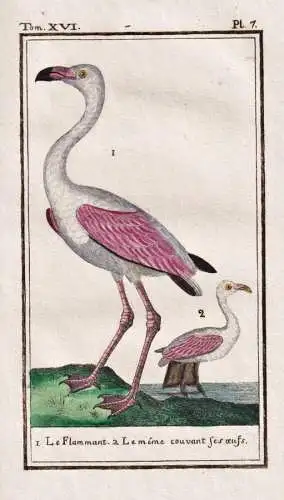 Le Flammant .. - Flamingo flamant flamingo / Vogel bird oiseau Vögel birds oiseaux