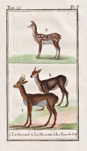 Le chevreuil .. - Reh deer chevreuil / Tier Säugetier animal