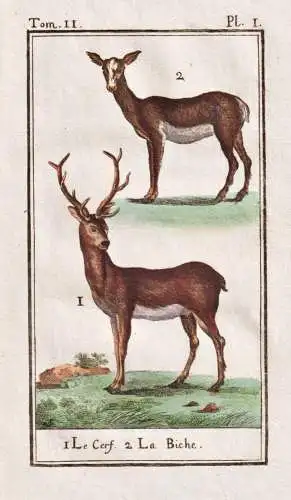 Le cerf .. - Hirsch cerf deer / animal Tier